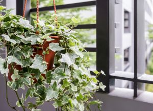 home office plants english ivy
