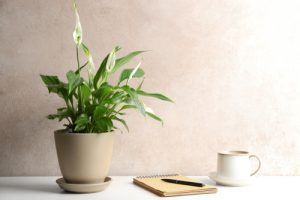 peace lily