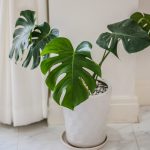 large indoor plants