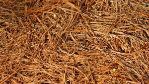 pine needle mulch