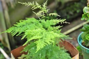 asparagus fern