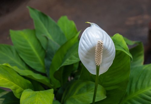 lily blooms