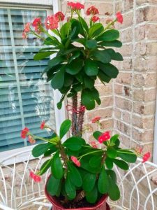 crown of thorns plant