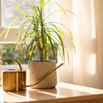 best indoor plants