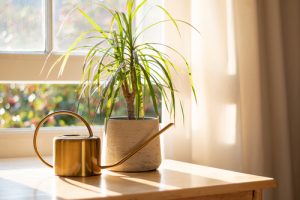 best indoor plants