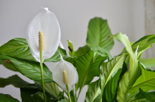 healthy peace lily plant