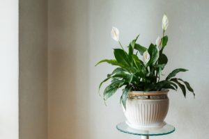 healthy peace lily plant