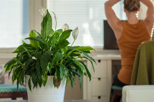 peace lily