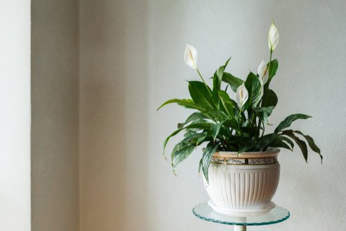 healthy peace lily plant