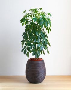 Schefflera large indoor plants