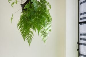 Boston Fern hanging plant