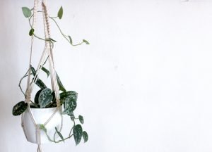 hanging plants Philodendron