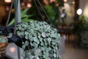 hanging plants String of Hearts