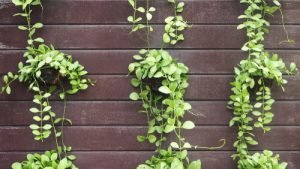 hanging plants String of Nickels