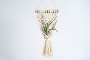 Tillandsia