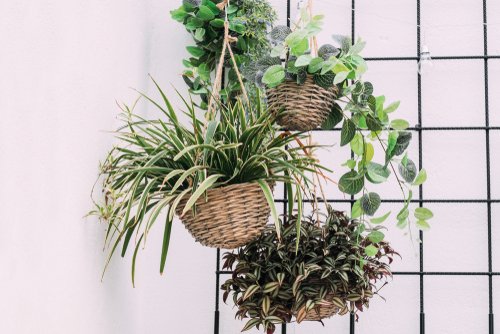 hanging plants