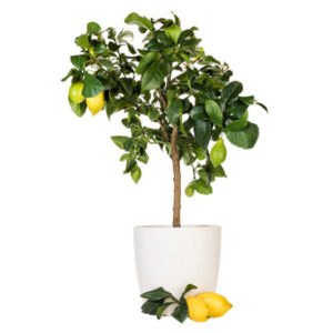 citrus tree 