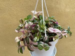 hanging plant Spiderwort