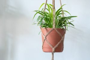 spider plant