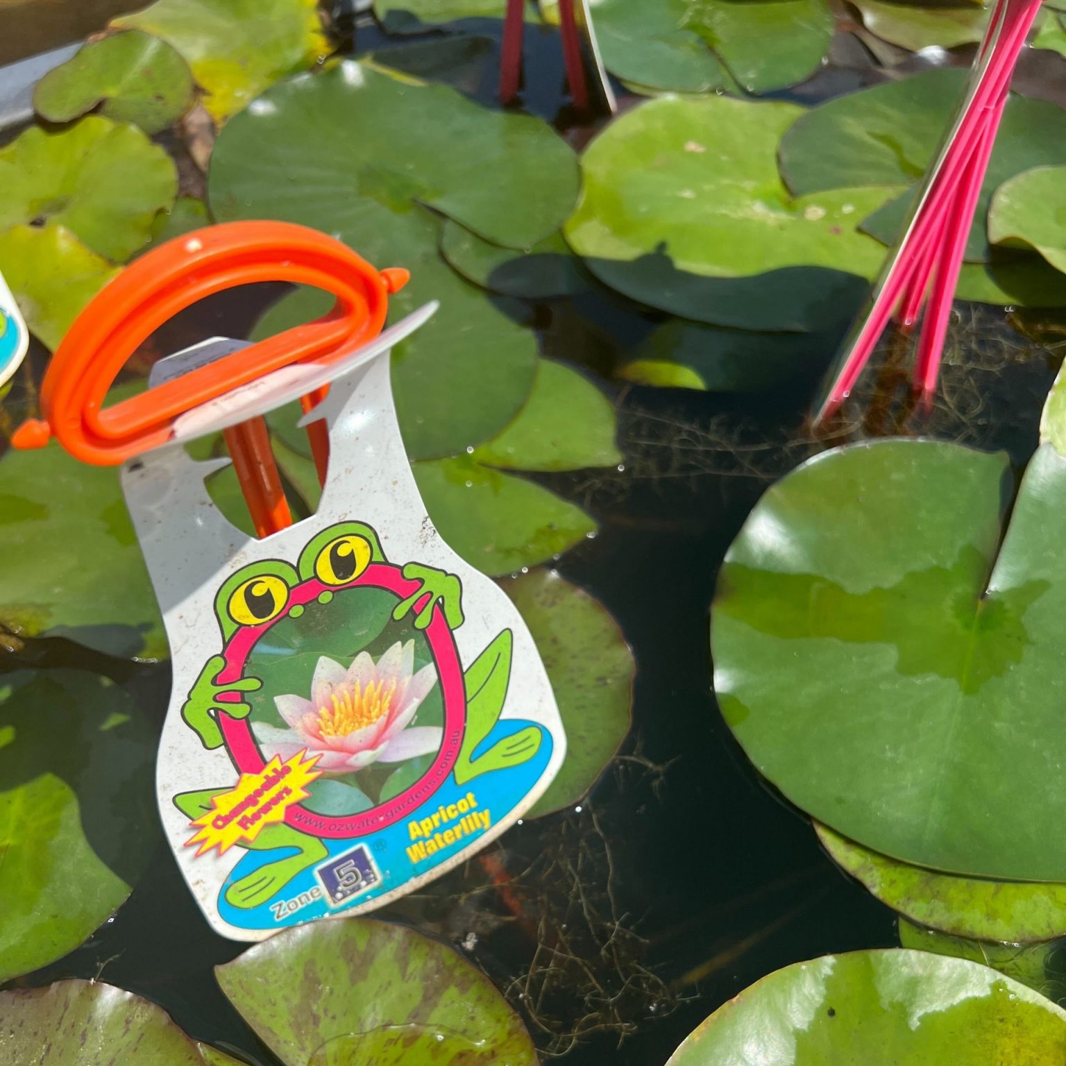 10 Easiest Water Plants to Grow Aumanns Nursery & Garden Supplies