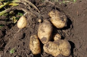 winter vegetables potatoes