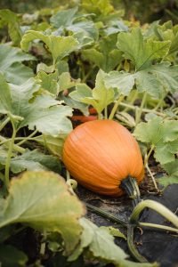 how to grow pumpkin