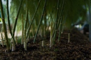 how to grow asparagus