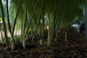 how to grow asparagus