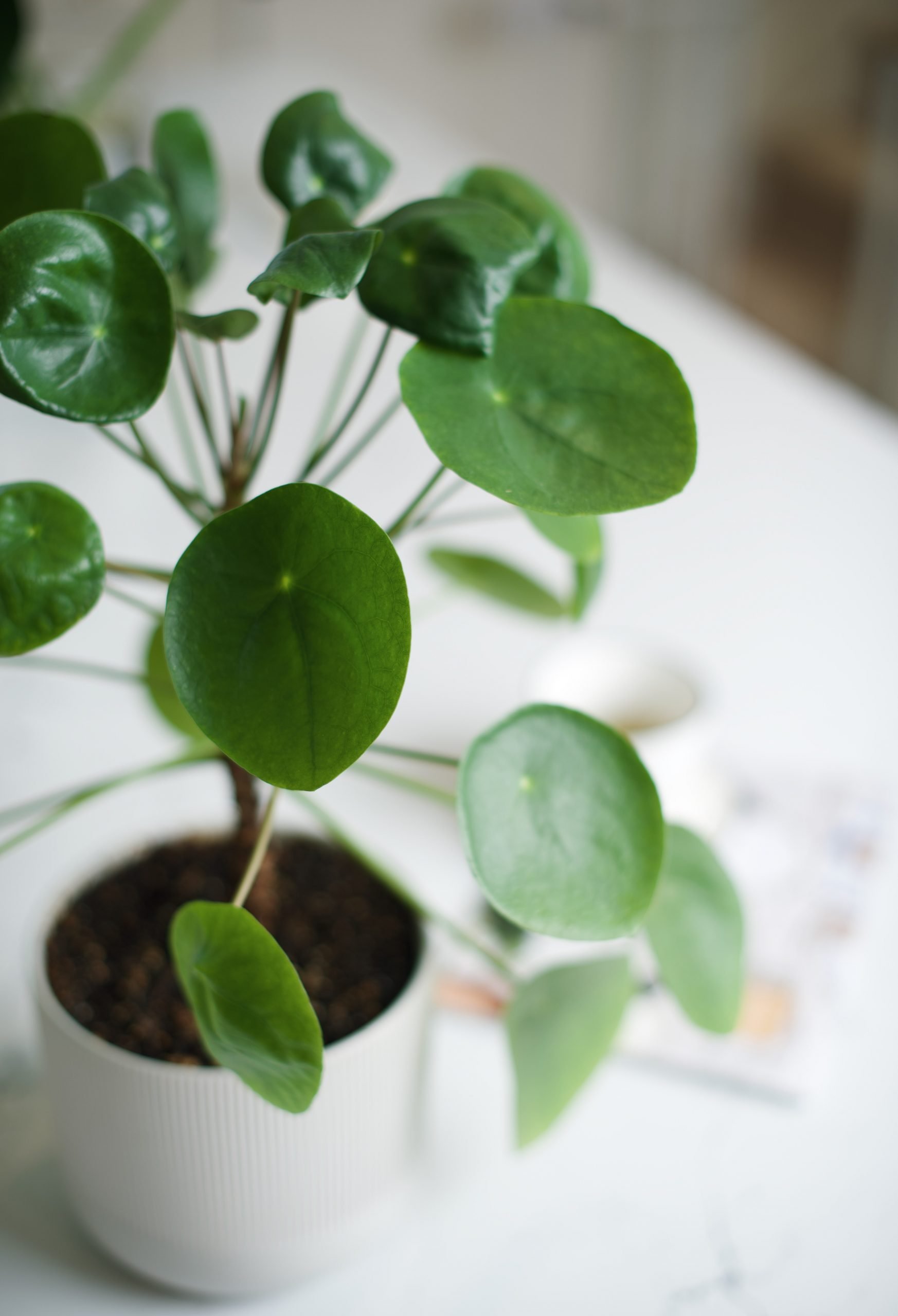 caring for money plants