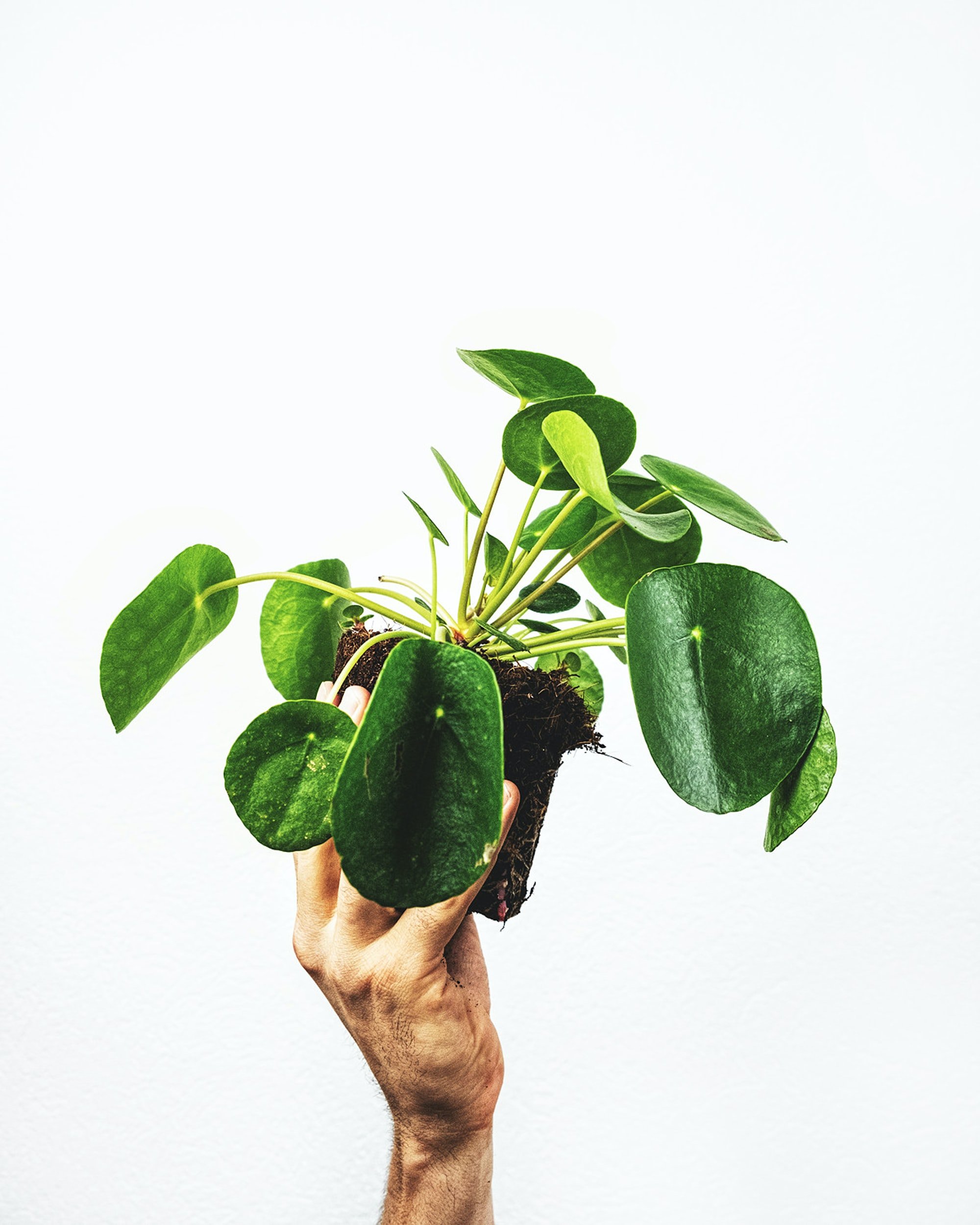 holding plant