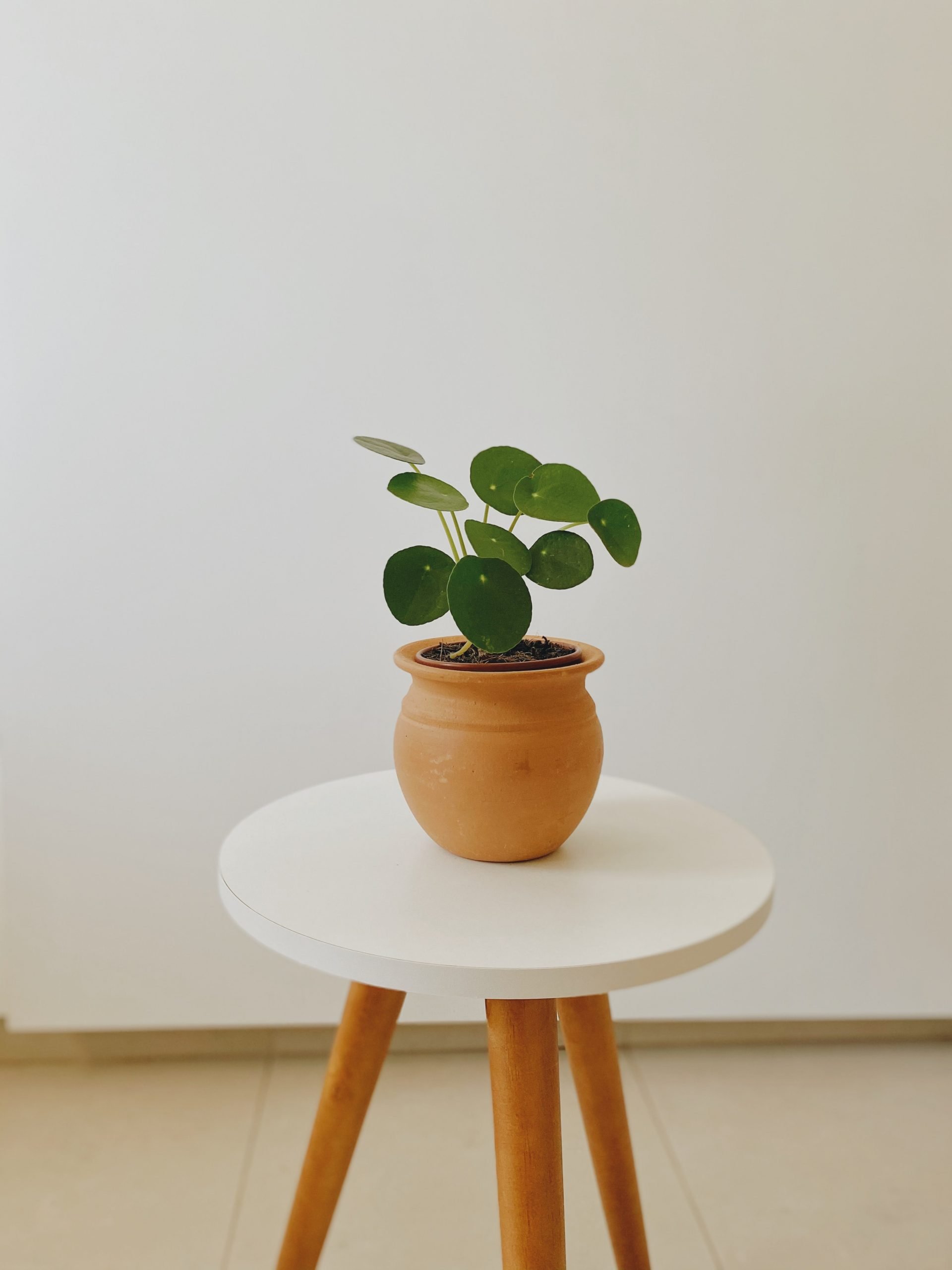 plant on stand
