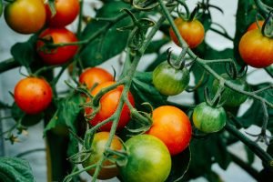 winter vegetables tomato