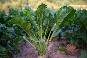how to grow turnips