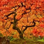 7 Tips to Grow a Healthy Maple Tree