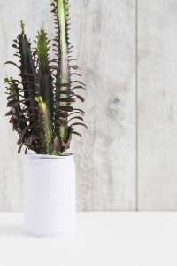 Euphorbia trigona