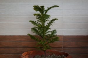 Norfolk Island Pine