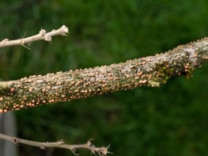 canker fungus