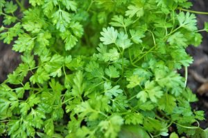 indoor herb garden chervil