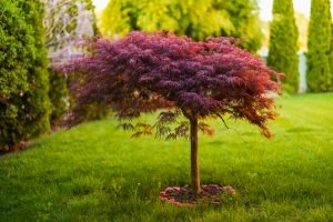 7 Tips to Grow a Healthy Maple Tree