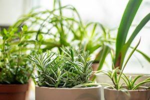 indoor herb gardens light