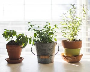 indoor herb gardens temperature