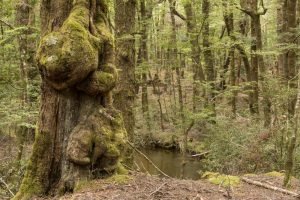 tree burl