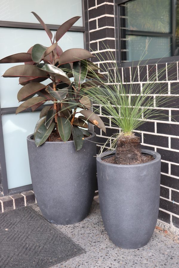 Top 10 Beautiful Front Door Plants Aumanns Nursery & Garden