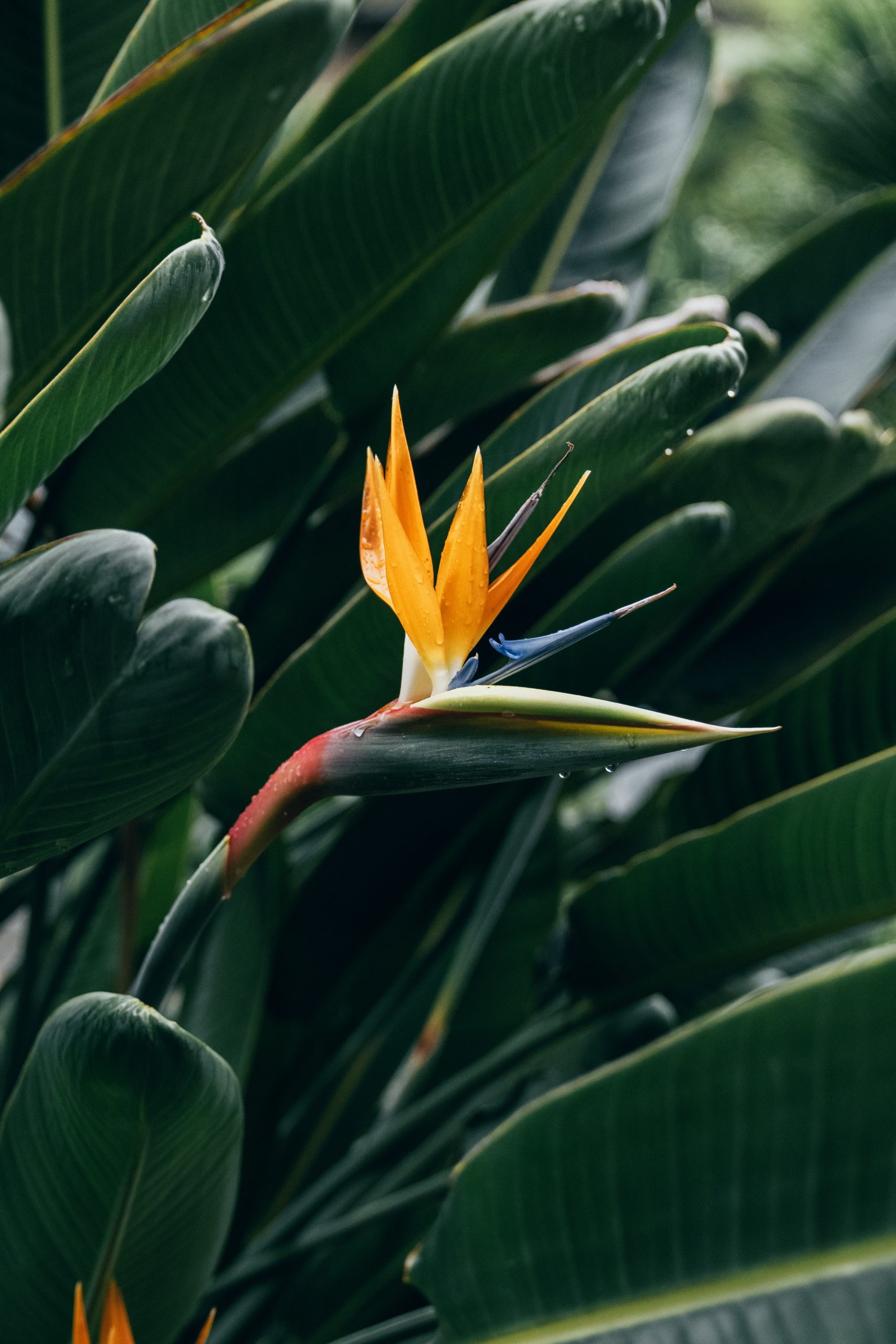 bird of paradise