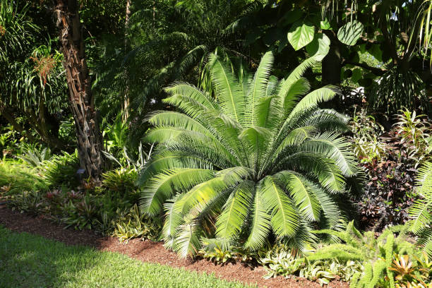 cycad poolside plants