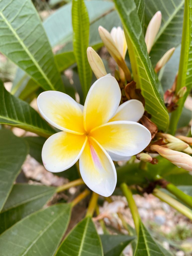 frangipani