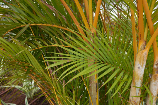 golden cane palm