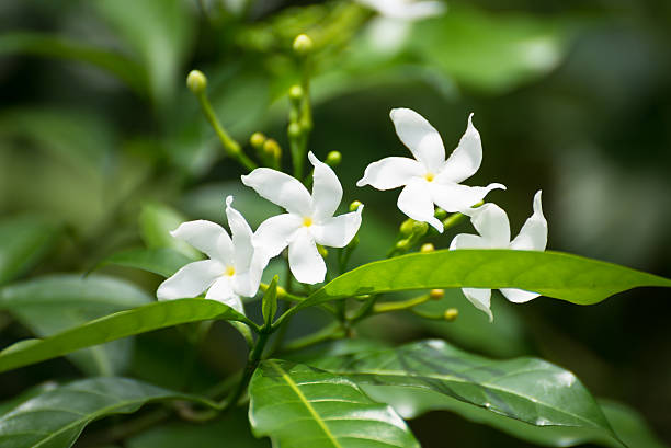 star jasmine poolside plants