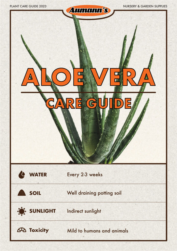 Aloe Vera Care Guide