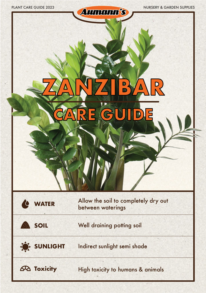Zanzibar Care Guide